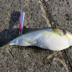 噂の勝浦港は小物ばかり・・・