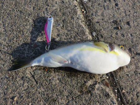 噂の勝浦港は小物ばかり・・・