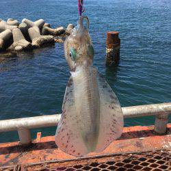 通った甲斐がありました、春イカ