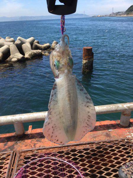 通った甲斐がありました、春イカ