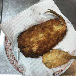 小浜の筏でショアジギ