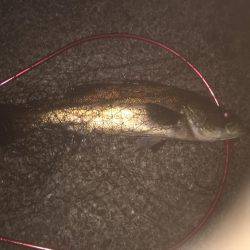 シーバス狙いのはずが