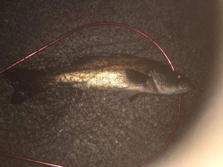 シーバス狙いのはずが