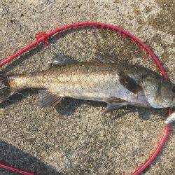 またまたシーバス狙いが