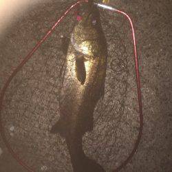 またまたシーバス