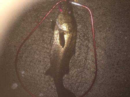 またまたシーバス