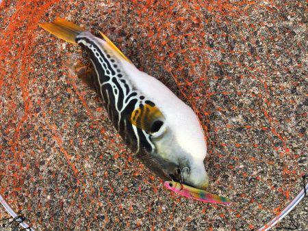 ライトショアジギング