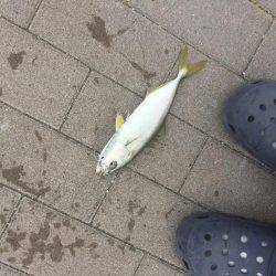 ツバス4バイト2ゲット!