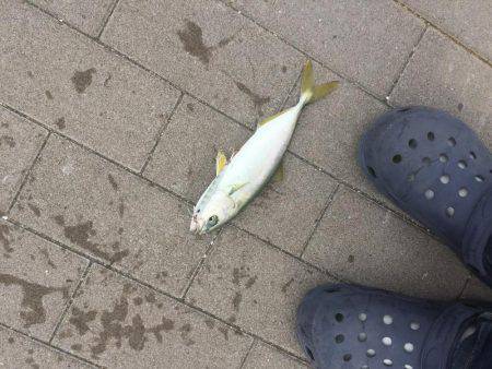 ツバス4バイト2ゲット！