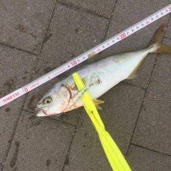 サイズちょい上がってきたかな