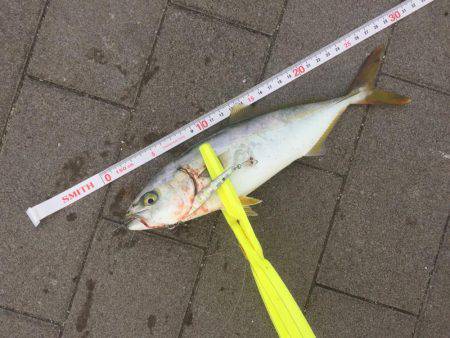 サイズちょい上がってきたかな