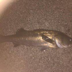 またまた仕事前に朝練シーバス