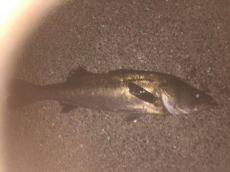 またまた仕事前に朝練シーバス