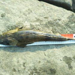 那賀川河口でマゴチ