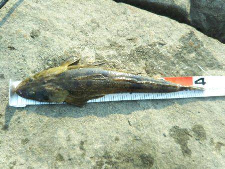 那賀川河口でマゴチ