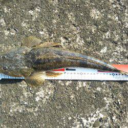 阿南市の大野突堤でマゴチ