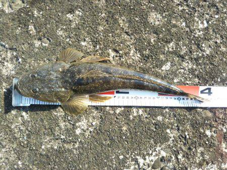 阿南市の大野突堤でマゴチ