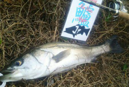 兵庫県円山川シーバス❗❗❗❗❗❗❗❗❗