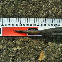 阿南市の辰巳でマゴチ