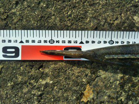 阿南市の辰巳でマゴチ