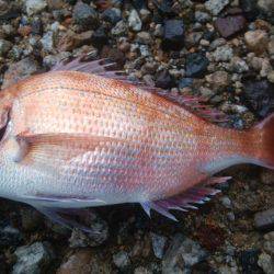 投げ釣りでタイ！！！