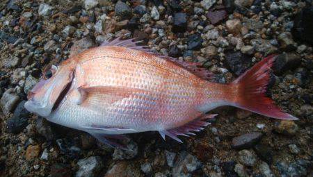 投げ釣りでタイ！！！