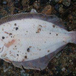 少し遅いカレイ