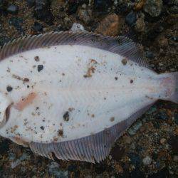 少し遅いカレイ！？