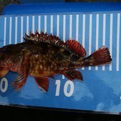 穴釣りのちメバリング