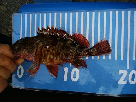 穴釣りのちメバリング