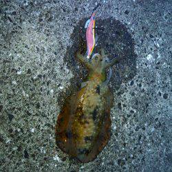 なんとか1パイ！