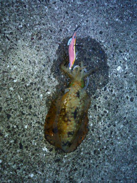 なんとか1パイ！