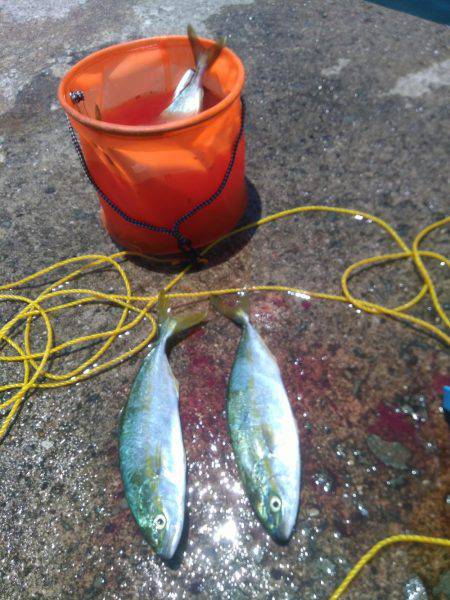 鰤は出ませんでした　（泣）