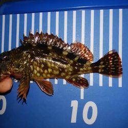 穴釣りのちメバリング