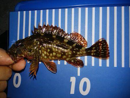 穴釣りのちメバリング