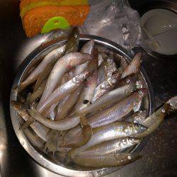 真夜中からの釣行