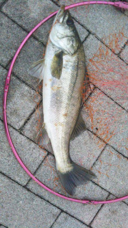 ツバスはお留守？