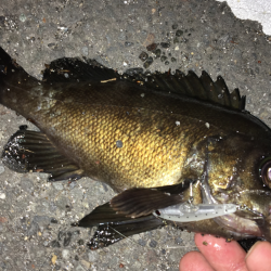 メバルプラッキング遠征