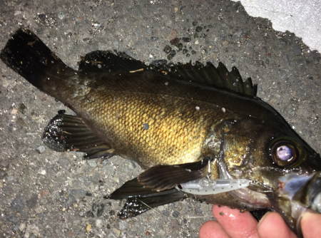 メバルプラッキング遠征