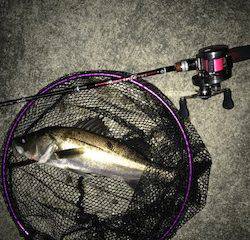 バチメバル調査