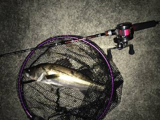 バチメバル調査