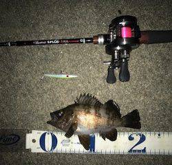 雨の前のバチメバル調査