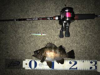 雨の前のバチメバル調査