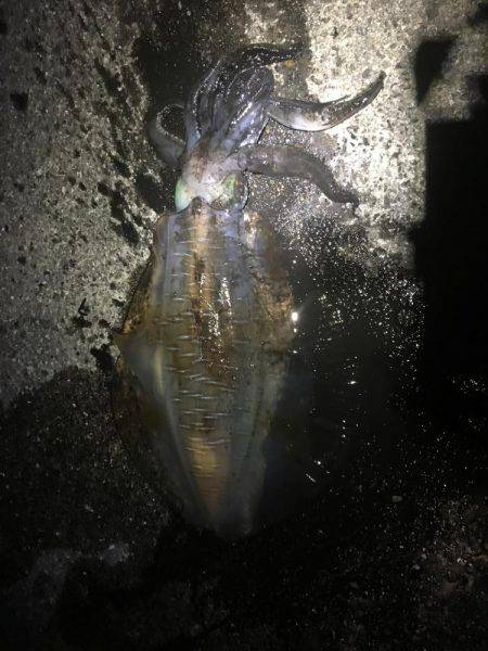 強風で夜まで我慢の釣り