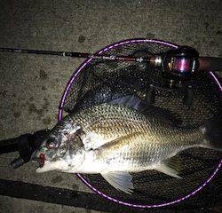 メバルがダメならチニングで