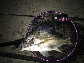 メバルがダメならチニングで