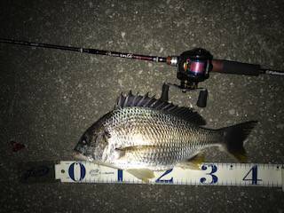 切られまくりのチニング釣行
