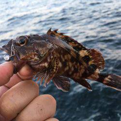 アジングのはずが…