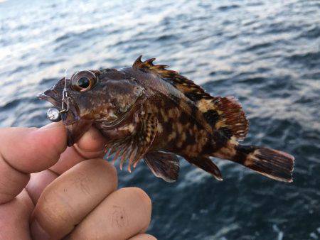 アジングのはずが…