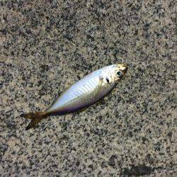 アジング&ジギング